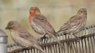 Native house finches eating native  Croton setiger dove weed seeds, California 92563