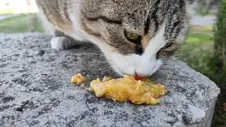 Stray Cat Feeding: Homemade Wet Food Edition! 🐾💛