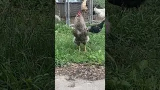 easter egger rooster crows