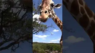 Trust us. They will want a pet giraffe. Part two is even more detailed.