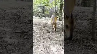The antelope at BZ come in all shapes and sizes. What's your favorite species at the zoo? #antelope