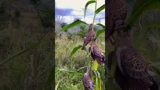 Russian Dove hunting #hunting #birdhunting #nature #wildlife