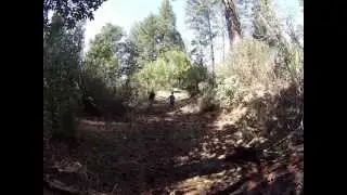 PineCone Attack