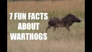 7 Fun Facts about Warthogs (Pumbaa) #warthogs2022