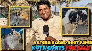 FIRST video of YAGF SHAMOON Bhai KOTA COLLECTION | PLAYFULL and AGGRESSIVE KOTA GOATS for sale