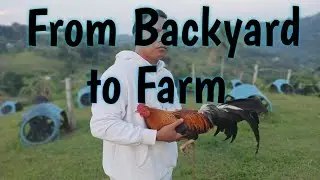 How to start Gamefowl Breeding Properly(Farmboy's Way)