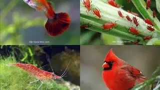 Pigments & Reproduction in Wetland-Dependent Birds