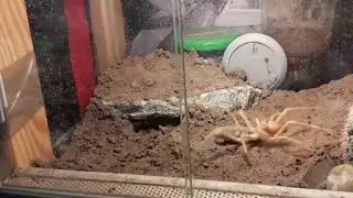 Przekładanie oraz aranżacja terrarium dla Solfugi!!!