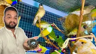 Gouldian Finches Breeding setup || Breeding Progress || Lala Aviary Gujranwala ||😘