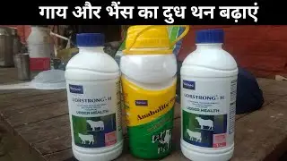 How To Use veterinary UDRSTRONG -H Use Veterinary Anabolite Mix गाय भैंस का दूध कैसे बढ़ाएं