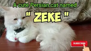 A Cute Persian cat named ZEKE / RSL Travel, Leisure & Food vlogs