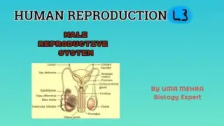 HUMAN REPRODUCTION