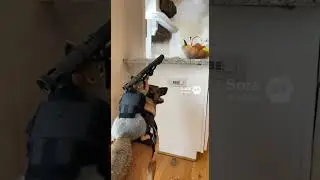 Funny dog riding squirrel destroying the house #funny #meme #ai
