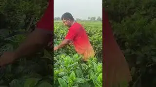 A successful puishag farmer