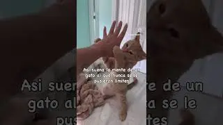 My cat&rsquo;s mind 24/7 #cutecats #kitten #gatos #gatonaranja #gato