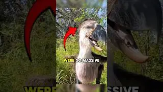 These Extinct Birds Were Human Hunters #animals #facts #shorts