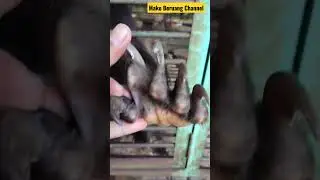 Sun Bear's Claw ‼️#sunbear #bear#wildlife #animal #shortvideo #shortsvideo #claw