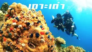 เสริมทักษะสคูบ้า (scuba diving) fundives