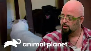 Mejorar la relaci&oacute;n de una gata salvaje con otros gatos no ser&aacute; f&aacute;cil | Mi gato endemoniado