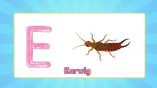ABC Insects for Kids 🐞 | Letter E | Earwig and Elephant beetle | Bubbly Bugs