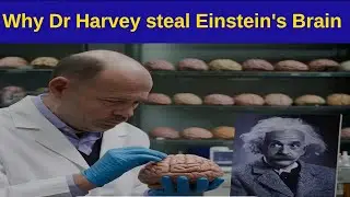 Why Dr Harvey steal Einstein's Brain | A shocking fact about Albert Einstein