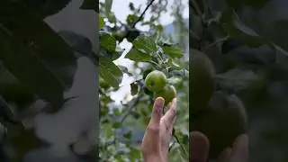 Green apple tree #apple#ukmalayalis