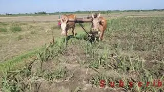Bull plowing at Sugarcane sail | Bullock frame Agriculture work | Bullock using sugarcane sail