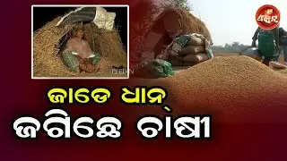 Farmers are guarding the rice fields || OTV FEEDIN