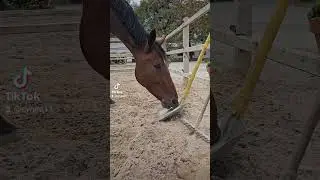When you leave your tools unattended for just a second #horse #curious #naughty #scared #funny #cute