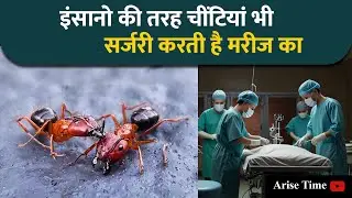 Ants Perform Surgery on Each Other: Incredible Behavior Revealed!