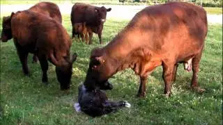 Duna cow and an explosive calving