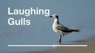 Laughing Gulls of Saint Simons Island