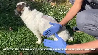 Comment vidanger la vessie de votre animal paralys&eacute; &agrave; deux mains? - AzurVet Neurologie