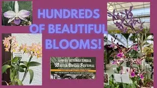 Krull smith Winter Orchid Festival 2024