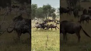 Newborn Wildebeest learning to walk #wildebeestmigration #gnus #serengeti