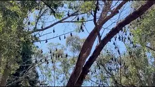 Bat colony Parramatta Park and teat making
