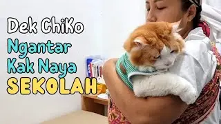 Dek Chiko Ngantar Kak Naya Sekolah  funny video, try not to laugh, funny, pets, animals, cat, cats,