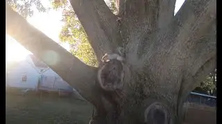 squirrel versus fpv drone