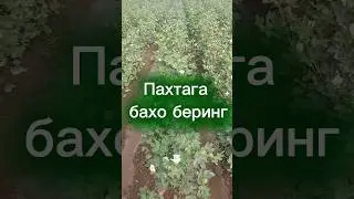 Пахтага бахо беринг #aminosid #farming #удобрение #fertilizer #agriculture #nature #cotton #хлопок