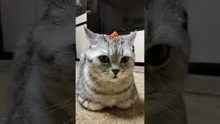 Зачем всё выкладывать в соцсети?!? #юмор #веселыекоты #cat #прикольныекоты #кот #видосыоткота#прикол