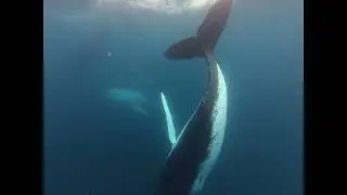 Underwater Footage from our Whale Watching Tour!