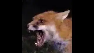 Fox Argument
