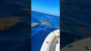 Missing the weed line search for mahi 🐟 #fishing #mahi #offshore