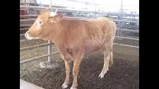 Bastrop livestock auction
