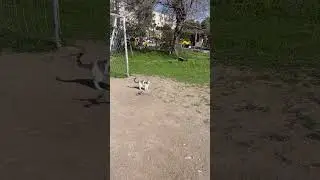 #antalya #beach #kediler #drone #konyaaltı #shorts #short  #shortvideo #shortsvideo #pet