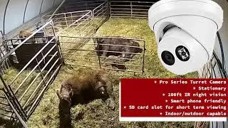 Calving Barn Surveillance