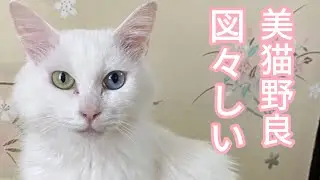 美しさと図々しさで子猫を救う野良猫ママ