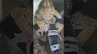 🔴QU&Eacute; puede COMER un CAMALE&Oacute;N || (REAL)