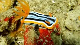 Pyjama chromodorid