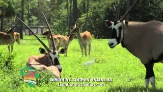 Lion Country Safari :30 TV Commercial